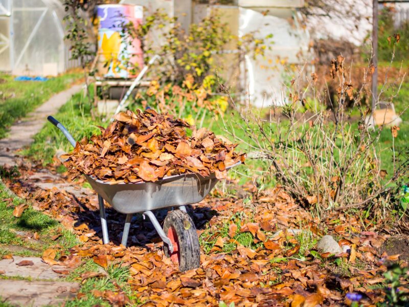 Gartenpflege im Oktober: Laub nutzen und Pflanzen vorbereiten